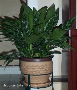 Aglaonema Maria